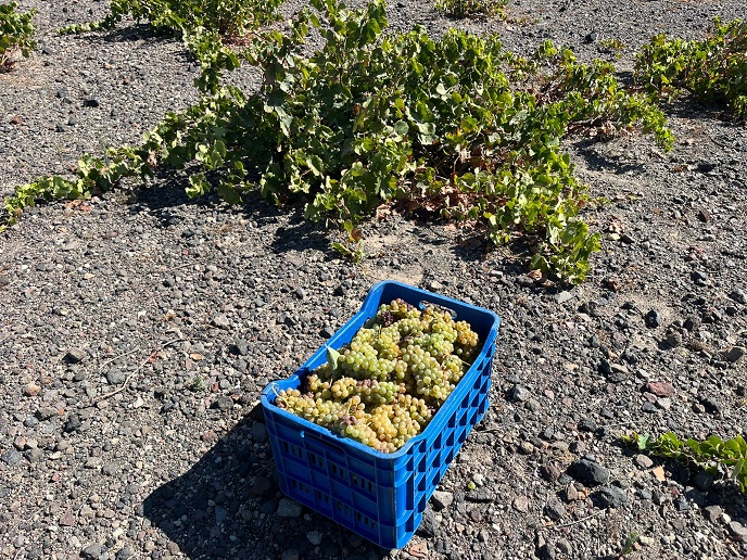 DOMAINE_SIGALAS_Assyrtiko_crate